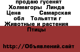 продаю гусенят Холмагоры ,Линда › Цена ­ 260 - Самарская обл., Тольятти г. Животные и растения » Птицы   